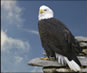 Eagles